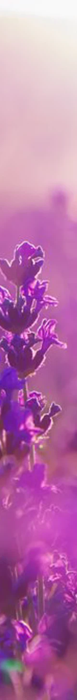 Purple Flowers Field (1)